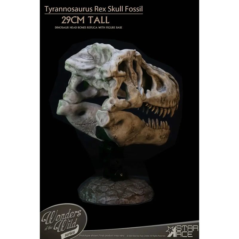 Tyrannosaurus Rex Skull Fossil 9543 scaled 1